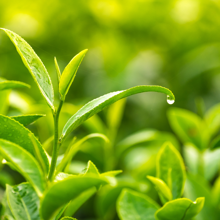 Naturelle Detox Lemongrass Green Tea Soap Bar